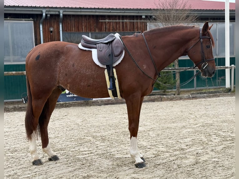 Holstein Gelding 8 years 16,3 hh Chestnut-Red in Altusried