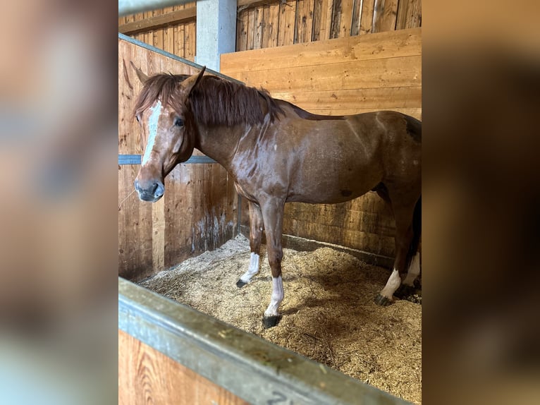 Holstein Gelding 8 years 16,3 hh Chestnut-Red in Altusried