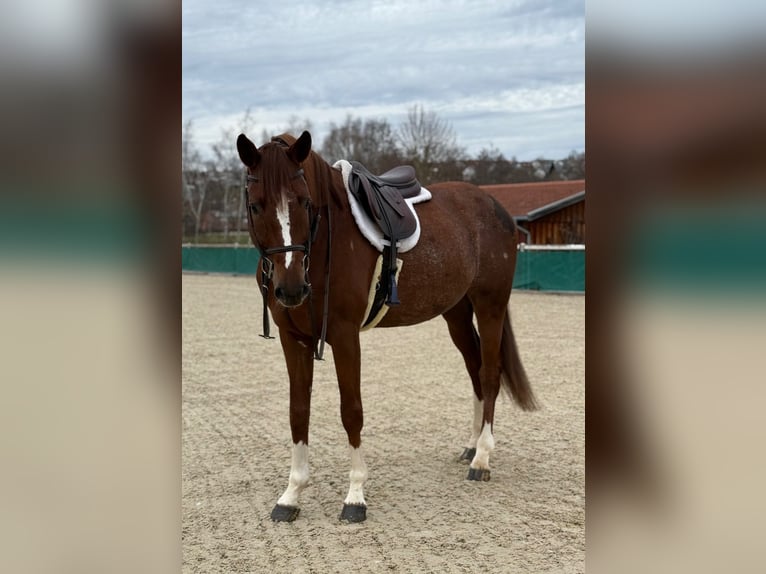 Holstein Gelding 8 years 16,3 hh Chestnut-Red in Altusried