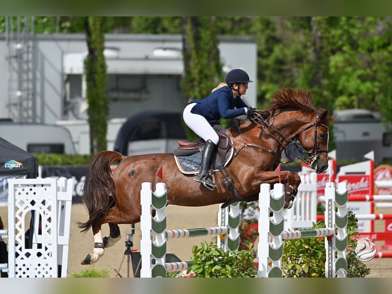 Holstein Gelding 8 years 16,3 hh Chestnut-Red in Altusried