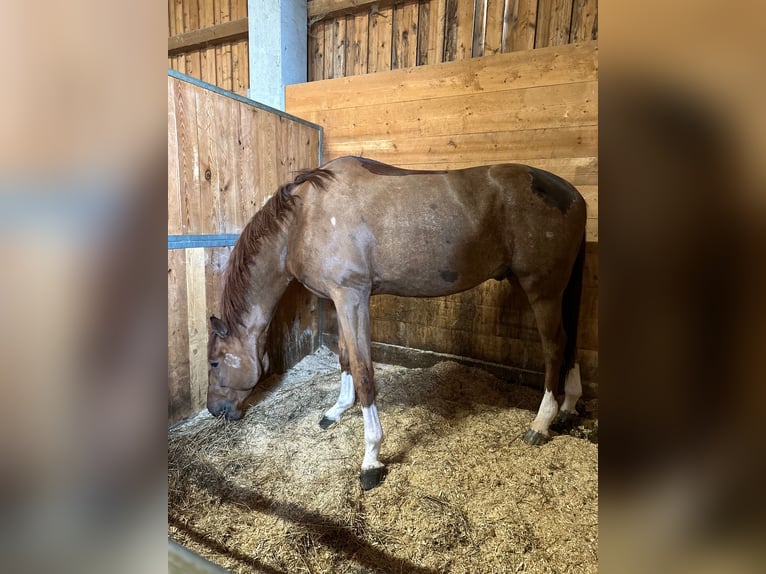 Holstein Gelding 8 years 16,3 hh Chestnut-Red in Altusried