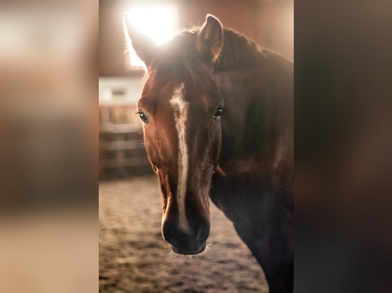 Holstein Gelding 8 years 16 hh Bay in Szklary G&#xF3;rne