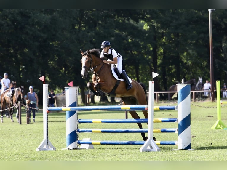 Holstein Gelding 8 years 16 hh Brown in Neuzelle