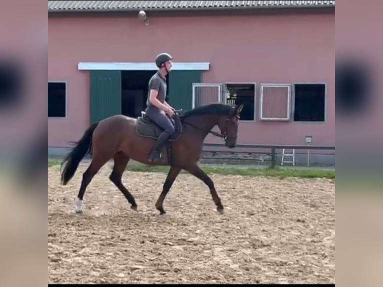 Holstein Gelding 8 years 16 hh Brown in Damm