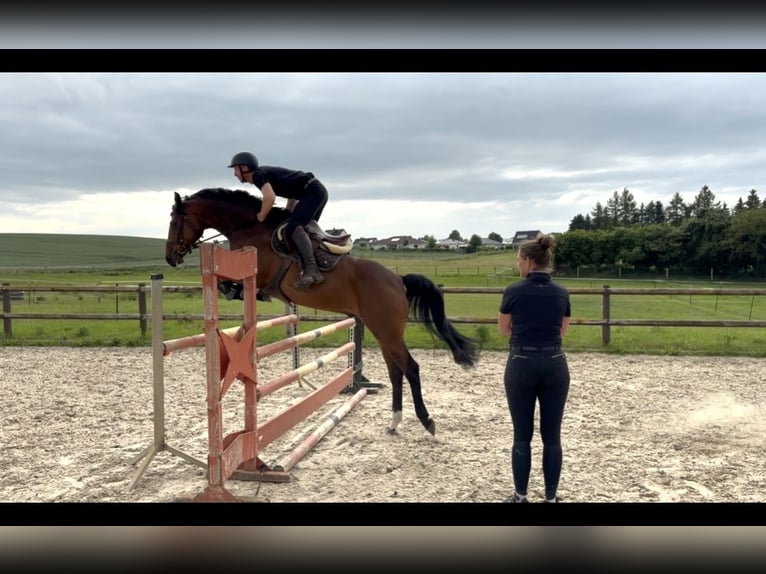 Holstein Gelding 8 years 16 hh Brown in Damm
