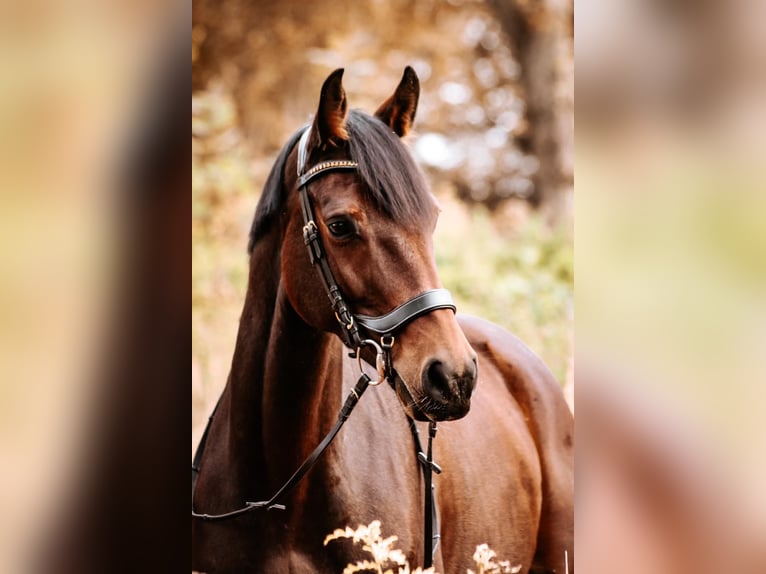 Holstein Gelding 8 years 16 hh Brown in Damm