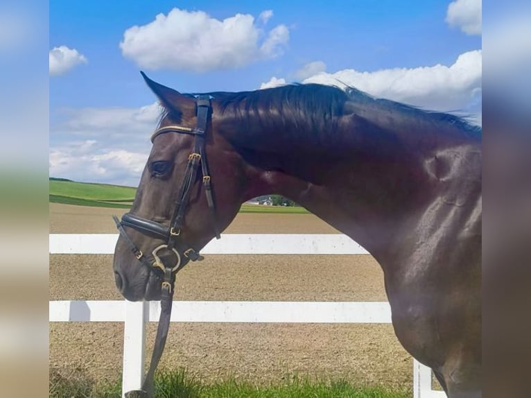 Holstein Gelding 8 years 16,1 hh Bay-Dark in Allershausen