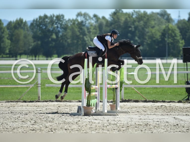 Holstein Mix Gelding 8 years 16,1 hh Bay-Dark in Ljubljana