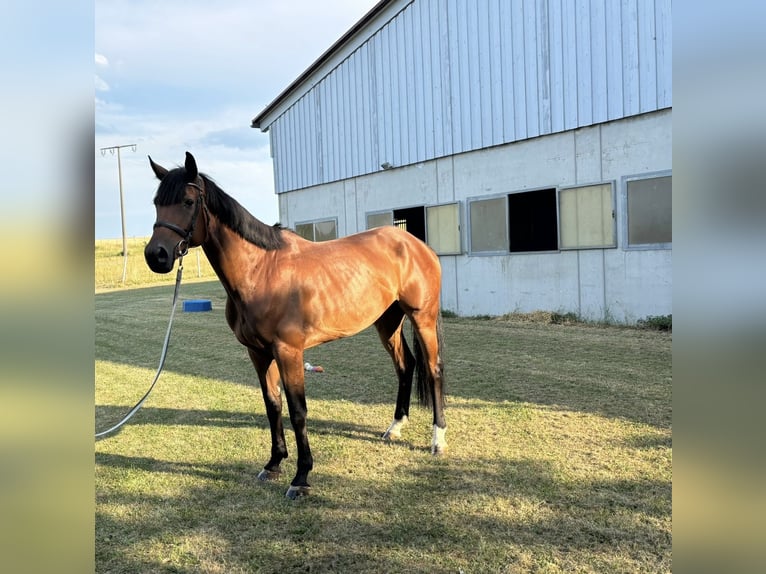 Holstein Gelding 8 years 16,1 hh Brown in Epfendorf
