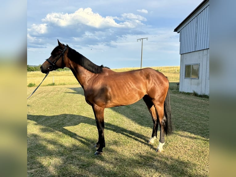 Holstein Gelding 8 years 16,1 hh Brown in Epfendorf