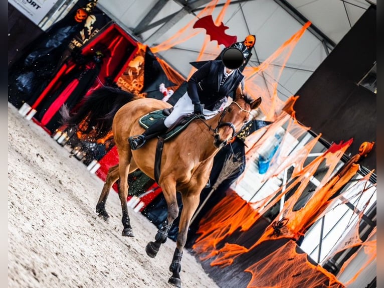 Holstein Gelding 8 years 16,1 hh  in Dolnik