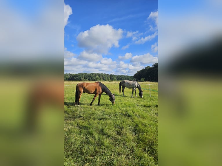 Holstein Gelding 8 years 16,2 hh Brown in Wienhausen