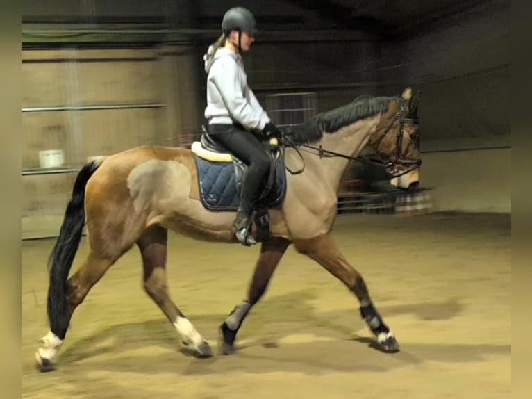Holstein Gelding 8 years 16,2 hh Brown in Wienhausen