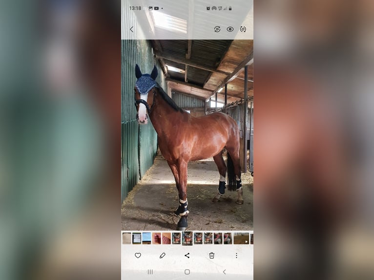 Holstein Gelding 8 years 16,2 hh Brown in Schafflund