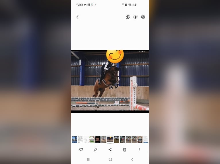 Holstein Gelding 8 years 16,2 hh Brown in Schafflund