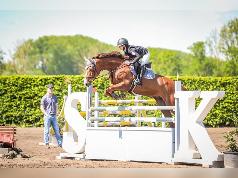Holstein Gelding 8 years 16,2 hh Chestnut-Red in Lentzke