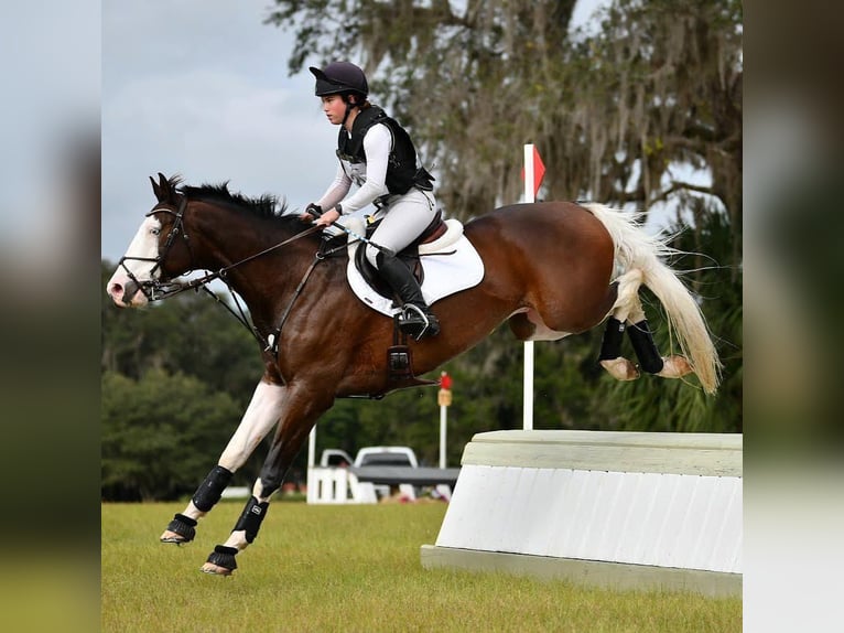 Holstein Gelding 8 years 16,2 hh  in Sant Just Desvern