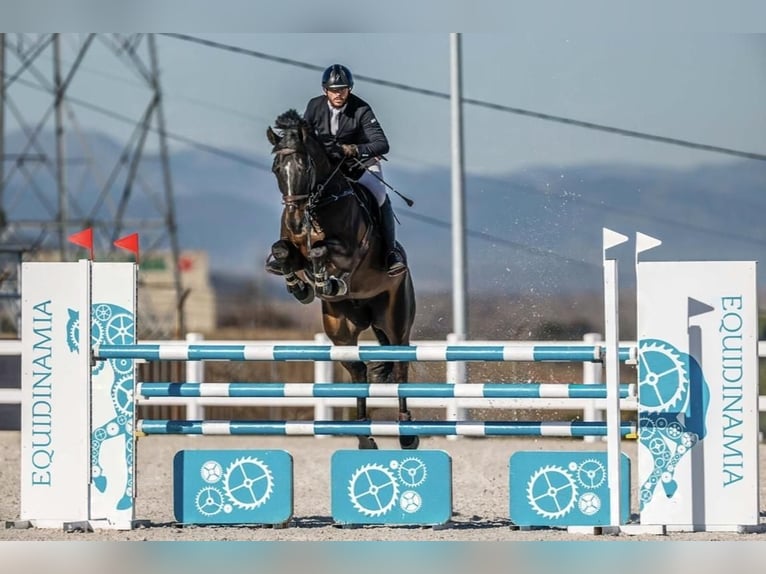 Holstein Gelding 8 years 16,2 hh  in Madrid