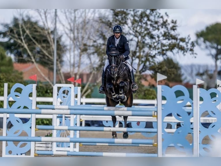 Holstein Gelding 8 years 16,2 hh  in Madrid