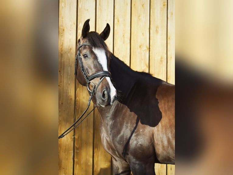 Holstein Gelding 8 years 16,2 hh Smoky-Black in Neuendeich