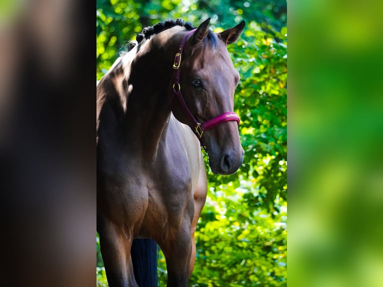 Holstein Gelding 8 years 16,3 hh Brown in Nettersheim