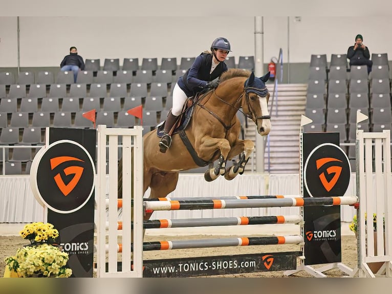 Holstein Gelding 8 years 16,3 hh Chestnut-Red in Verden (Aller)