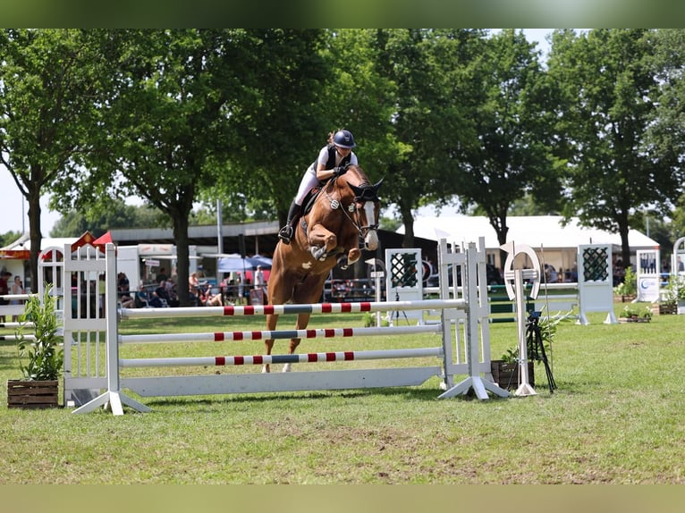 Holstein Gelding 8 years 16,3 hh Chestnut-Red in Verden (Aller)