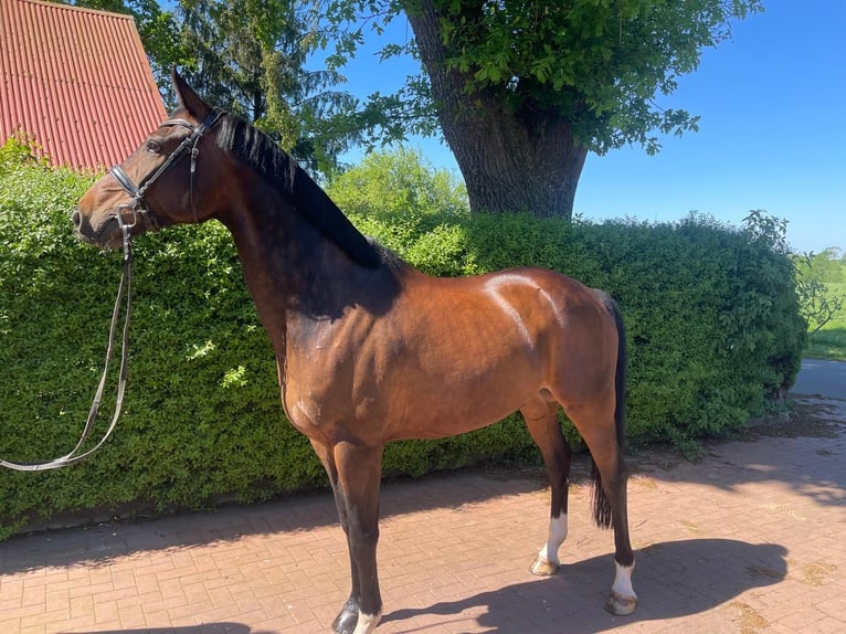 Holstein Gelding 8 years 17.1 hh Bay-Dark in Friedrichsholm