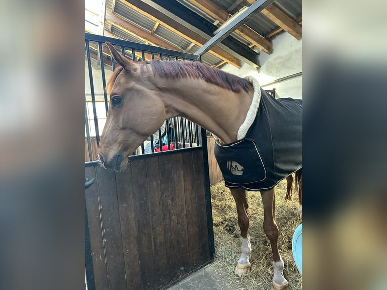 Holstein Gelding 8 years 17,1 hh Chestnut-Red in Danzig