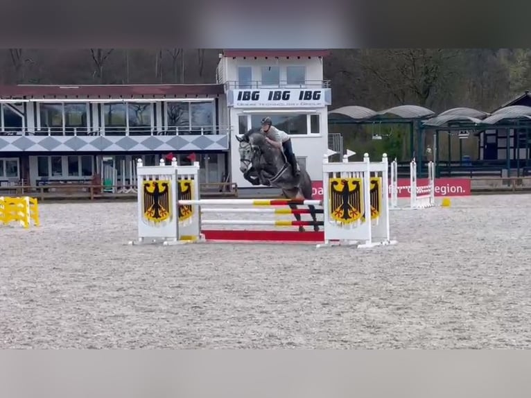 Holstein Gelding 8 years 17,1 hh Gray-Dapple in Balve