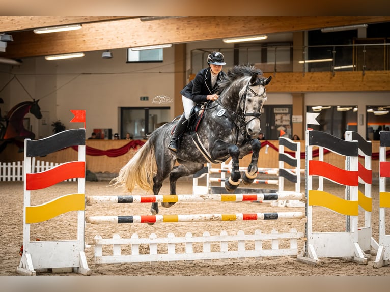 Holstein Gelding 8 years 17,1 hh Gray-Dapple in Balve