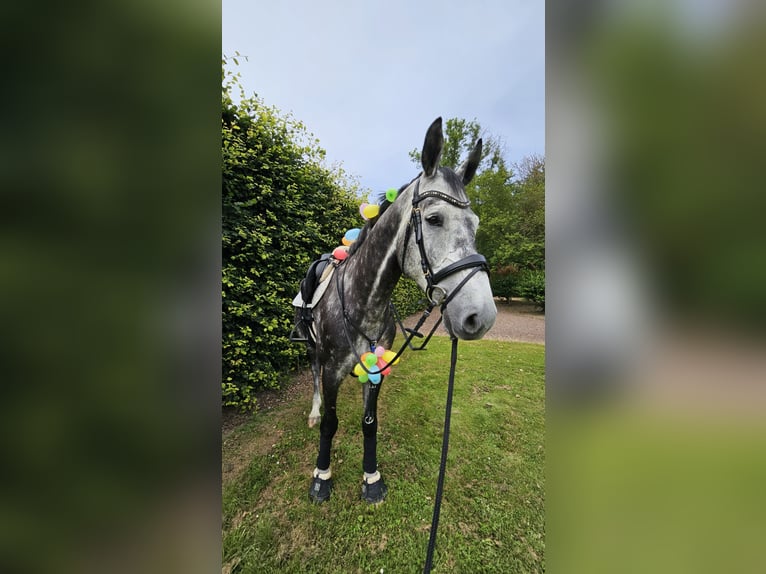 Holstein Gelding 8 years 17,1 hh Gray-Dapple in Balve