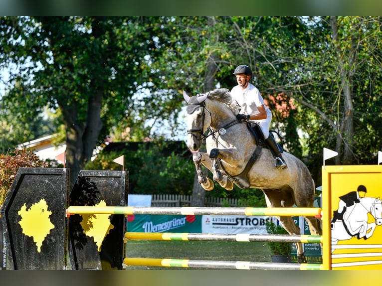 Holstein Gelding 8 years 17,1 hh Gray in Greiz