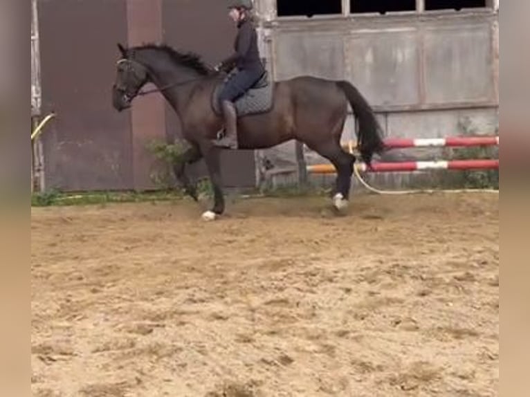 Holstein Gelding 8 years 17,1 hh Smoky-Black in Retschow