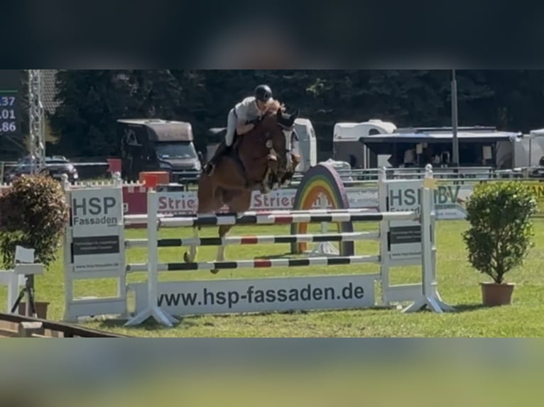 Holstein Gelding 8 years 17.2 hh Chestnut-Red in Pausin