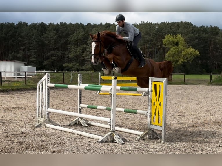 Holstein Gelding 8 years 17.2 hh Chestnut-Red in Pausin