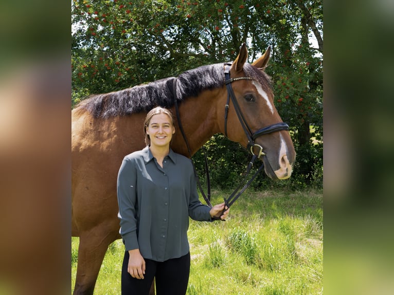 Holstein Gelding 8 years 17,3 hh Brown in Bimöhlen