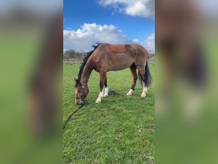 Holstein Gelding 8 years 17,3 hh Brown in Bimöhlen