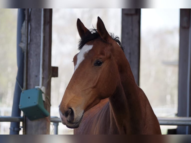 Holstein Gelding 8 years 17,3 hh Brown in Bimöhlen