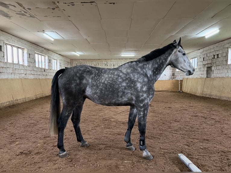 Holstein Gelding 8 years 17.3 hh Grey-Dapple in Merkers-Kieselbach