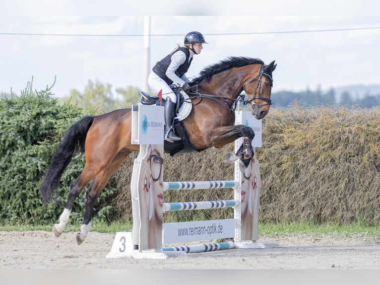 Holstein Gelding 8 years 17 hh Bay-Dark in Hünfelden