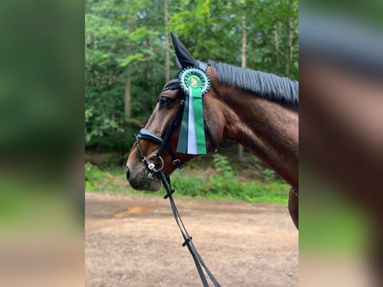 Holstein Gelding 8 years 17 hh Bay-Dark in Hünfelden