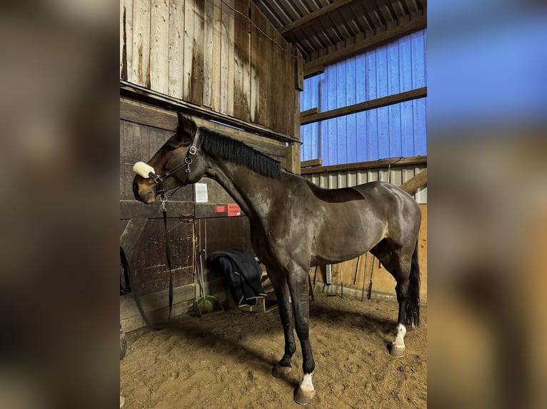 Holstein Gelding 8 years 17 hh Bay-Dark in Hünfelden
