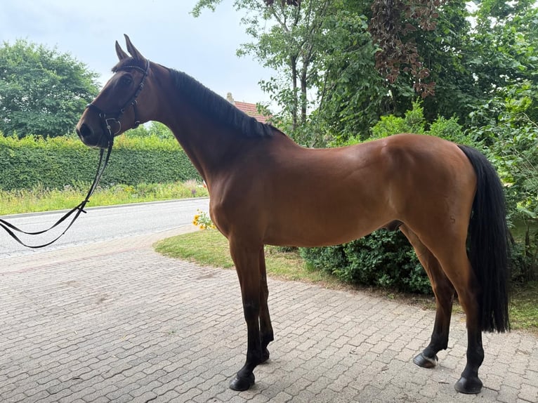 Holstein Gelding 8 years 17 hh Brown in Krumstedt