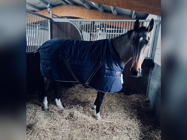 Holstein Gelding 8 years 17 hh Brown in Lindewitt