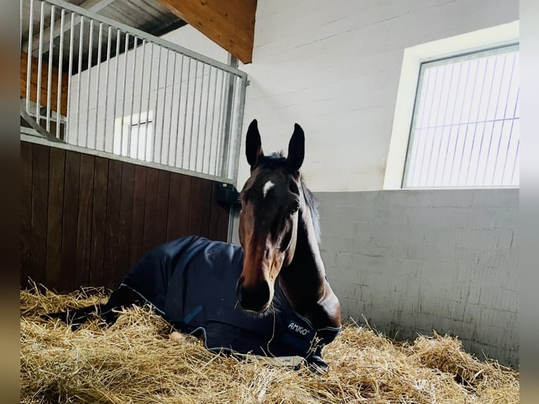 Holstein Gelding 8 years 17 hh Brown in Lindewitt