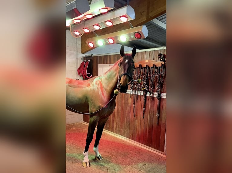 Holstein Gelding 8 years 17 hh Brown in Lindewitt