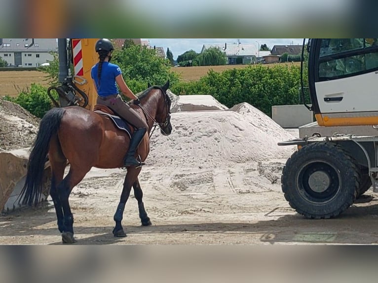 Holstein Gelding 8 years 17 hh Brown in Gärtringen