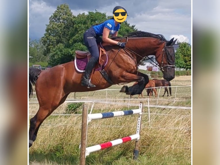 Holstein Gelding 8 years 17 hh Brown in Gärtringen