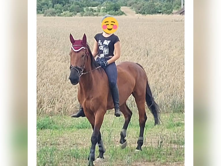 Holstein Gelding 8 years 17 hh Brown in Gärtringen